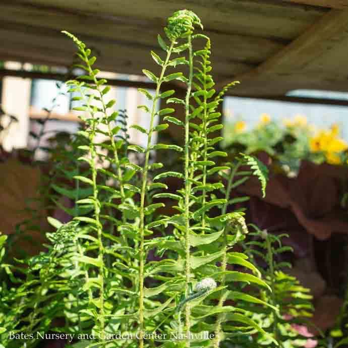 #1 Polystichum acrostichoides/ Christmas Fern Native (TN)