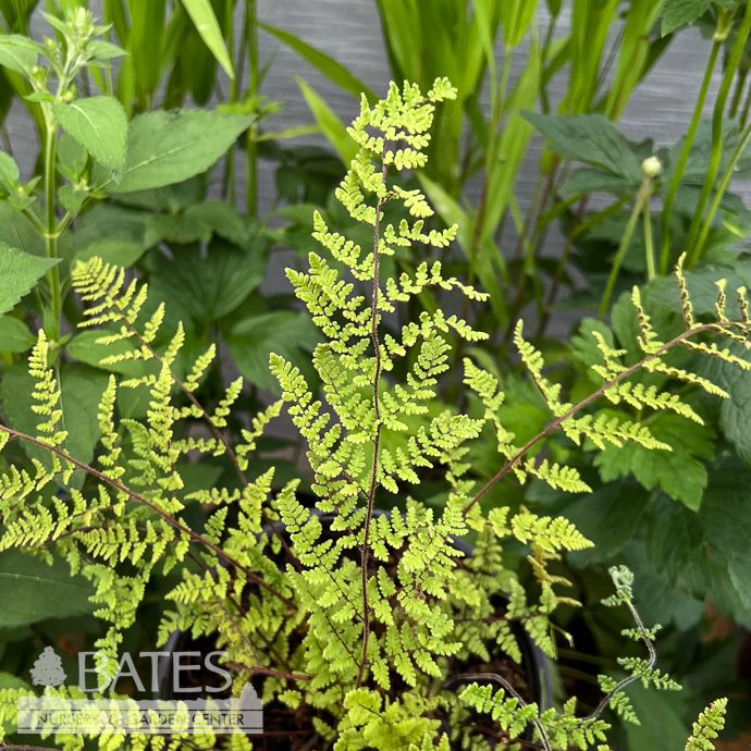 #1 Cheilanthes lanosa/ Hairy Lip Fern Native (TN)
