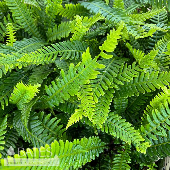 #1 Blechnum spicant/ Deer Fern