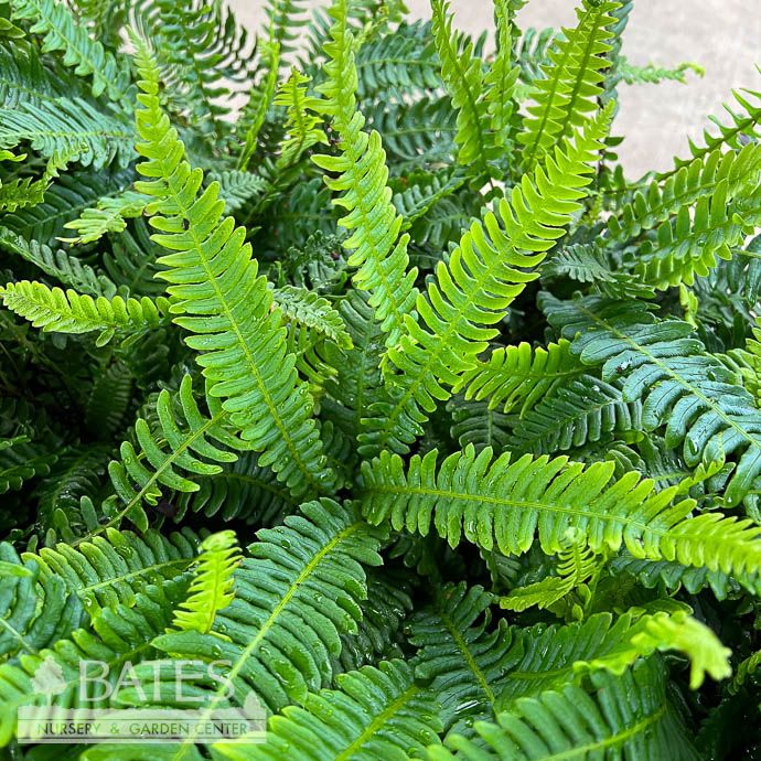 #1 Blechnum spicant/ Deer Fern