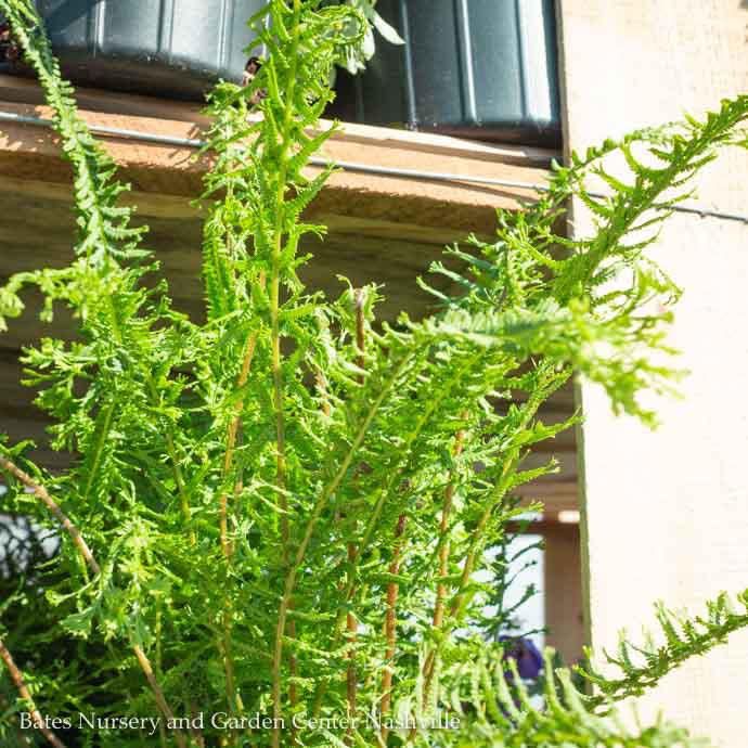 #1 Athyrium filix-fem 'Victoriae'/ Lady Fern Native (TN)