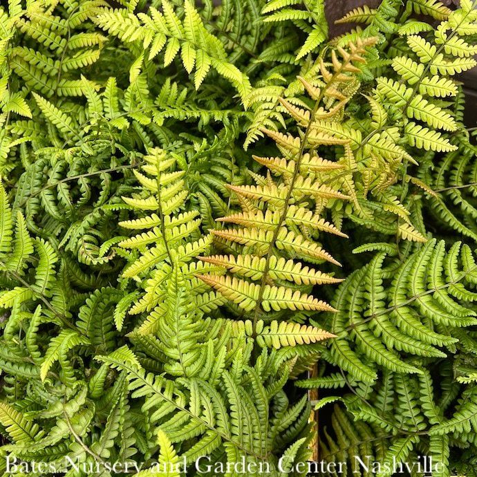 QP Dryopteris wallichiana Jurassic Gold/ Wood Fern
