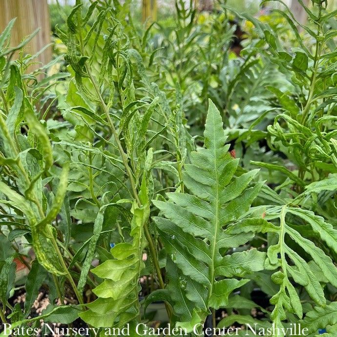 QP Onoclea sensibilis/ Sensitive Fern Native (TN)