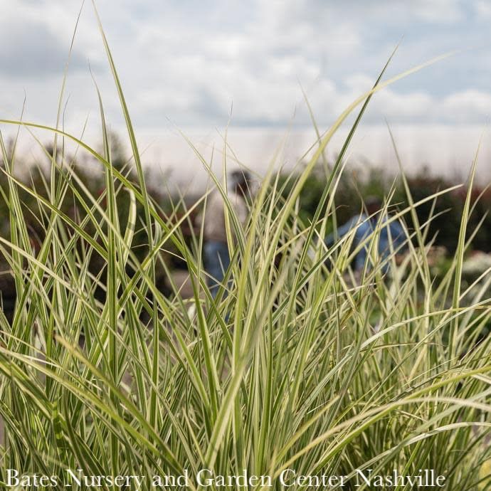 #1 Grass Miscanthus sine Variegatus/ Variegated Japanese Silver
