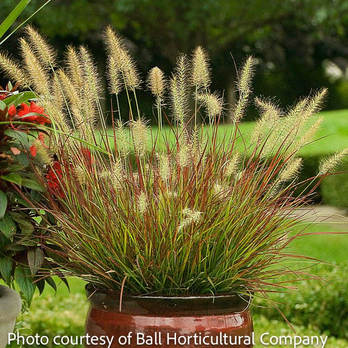 #1 Grass Pennisetum alop Burgundy Bunny/Fountain Dwarf