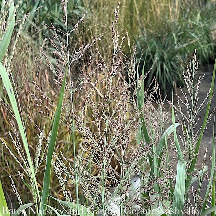 #1 Grass Schizachyrium scop The Blues/ Little Bluestem Native (TN)