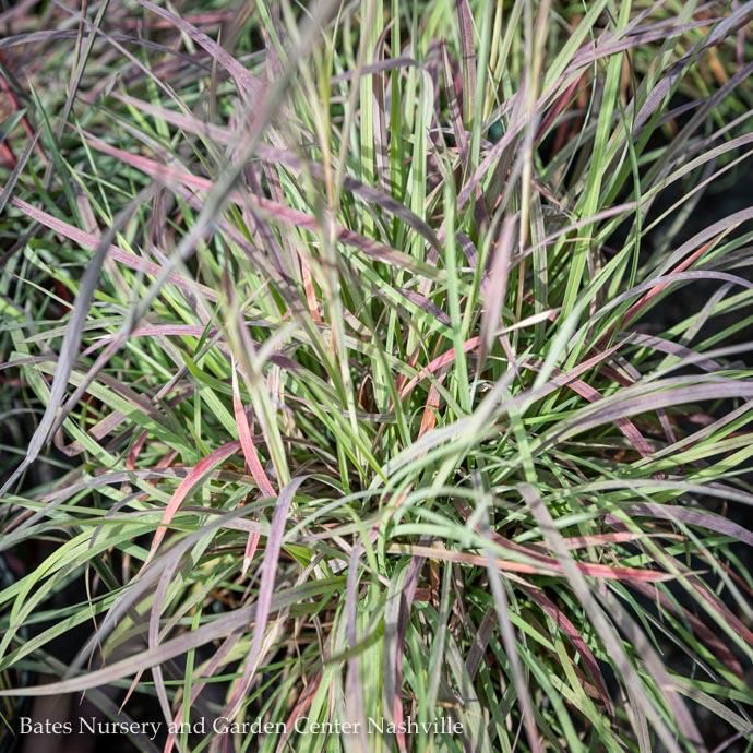 #1 Grass Schizachyrium scop The Blues/ Little Bluestem Native (TN)