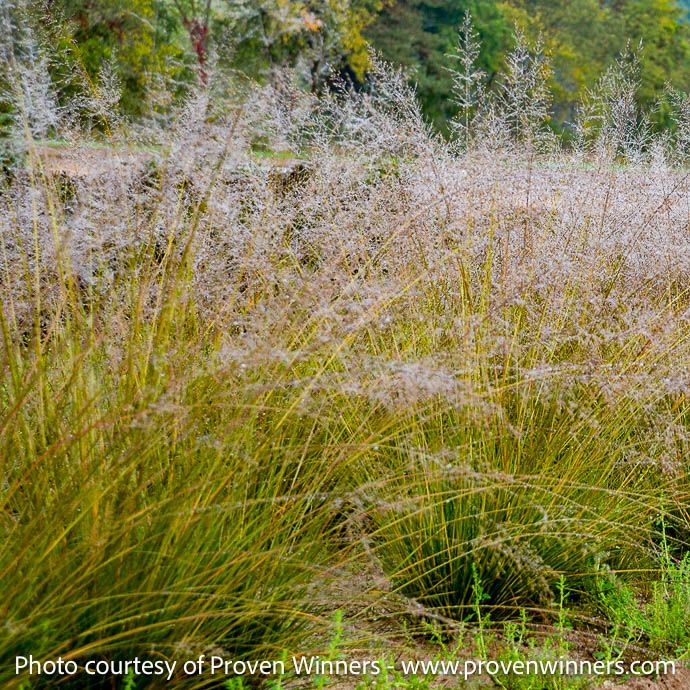 #1 Grass Sporobolus het Gone With The Wind/ Prairie Dropseed Native (TN)