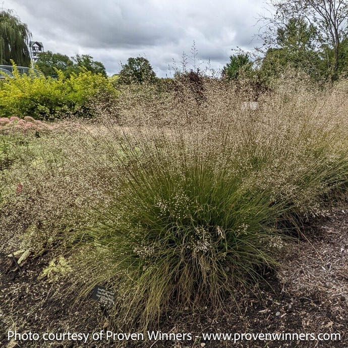 #1 Grass Sporobolus het Gone With The Wind/ Prairie Dropseed Native (TN)
