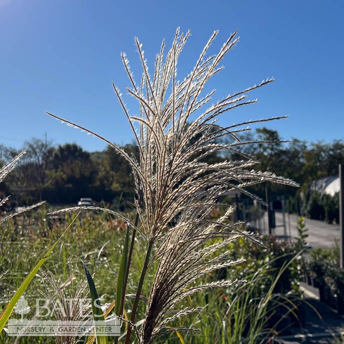 #3 Grass Miscanthus sine Cosmopolitan/ Variegated Silver Maiden