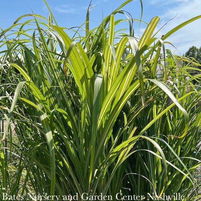 #3 Grass Miscanthus sine Cosmopolitan/ Variegated Silver Maiden