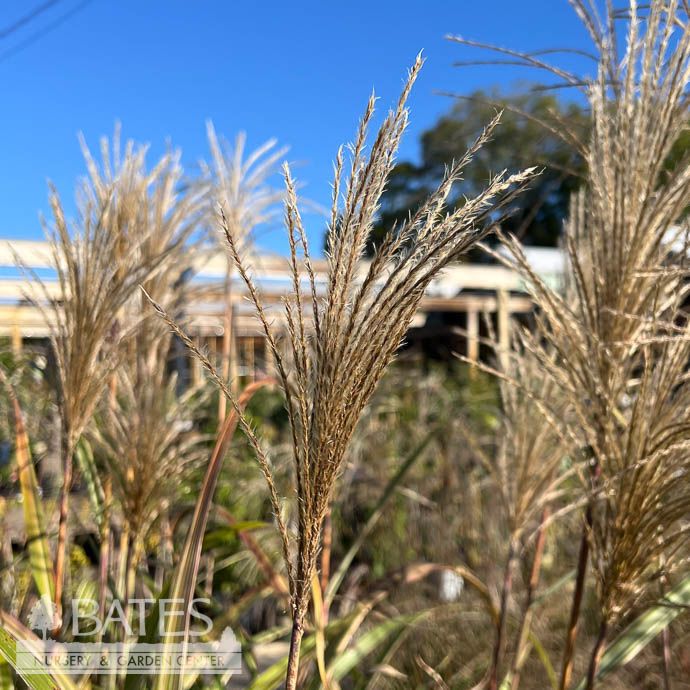 #3 Grass Miscanthus sine Cosmopolitan/ Variegated Silver Maiden