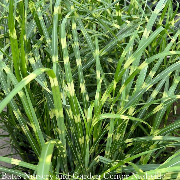 #3 Grass Miscanthus sine Zebrinus/ Variegated Zebra