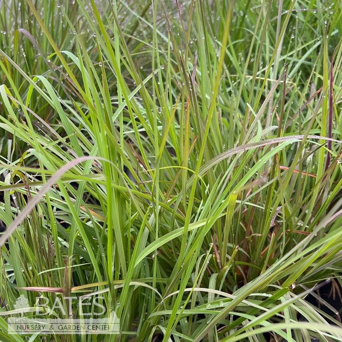 #1 Grass Anatherum virginicum (Andropogon virginicus)/ Bluestem Broomsedge Native (TN)