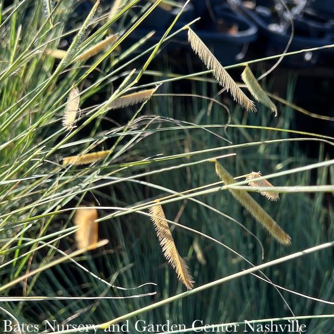 #1 Grass Bouteloua grac Blonde Ambition/ Blue Grama Native (R)