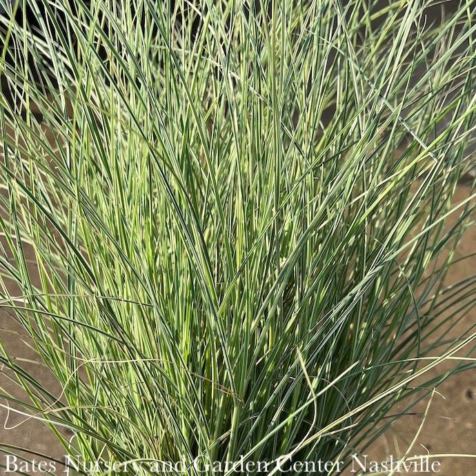 #1 Grass Miscanthus sine Variegatus/ Variegated Japanese Silver