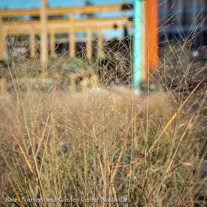 #1 Grass Panicum virg Cloud Nine (9)/ Switch Native (TN)