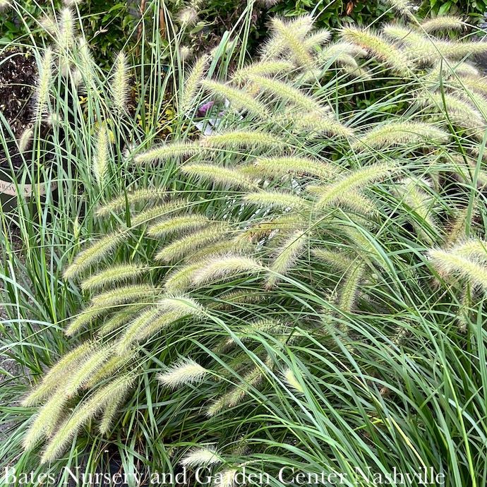 #1 Grass Pennisetum alop Cassian/ Fountain Dwarf