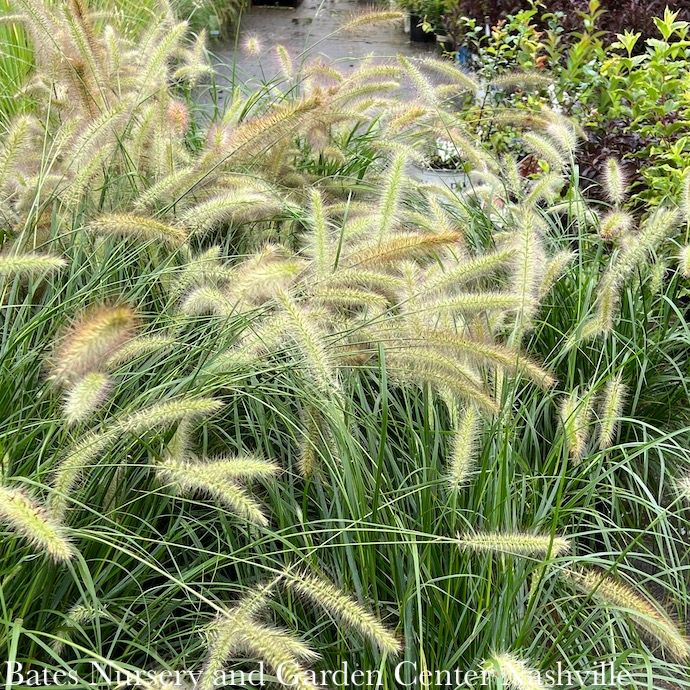 #1 Grass Pennisetum alop Cassian/ Fountain Dwarf