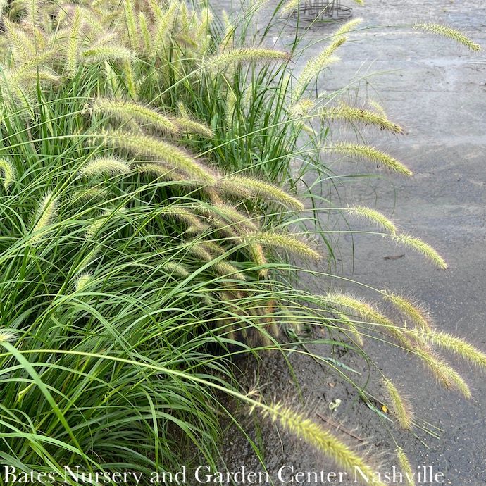 #1 Grass Pennisetum alop Cassian/ Fountain Dwarf