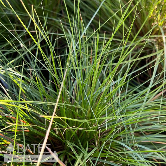 #1 Grass Sporobolus heterolepis AB/ Prairie Dropseed Native (TN)