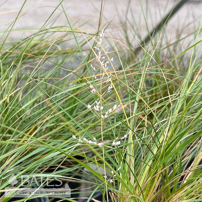 #1 Grass Sporobolus heterolepis AB/ Prairie Dropseed Native (TN)