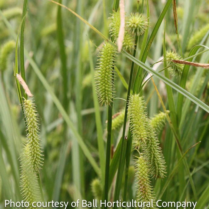 QP Grass Carex hystericina/ Porcupine Sedge/ Bottlebrush Sedge