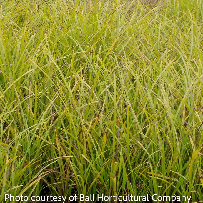 QP Grass Carex hystericina/ Porcupine Sedge/ Bottlebrush Sedge