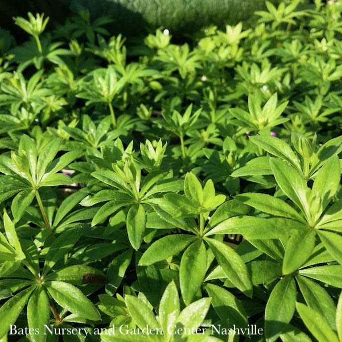 4p Galium odoratum/ Sweet Woodruff