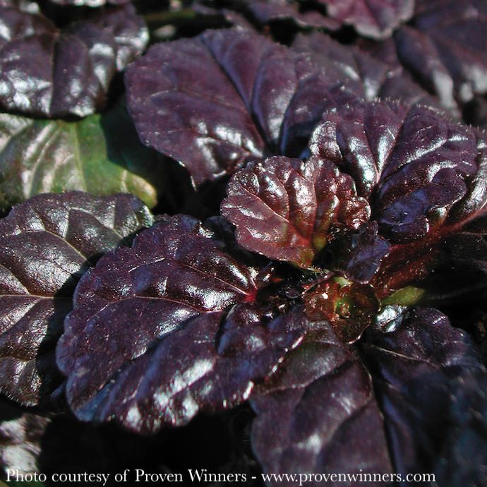 #1 Ajuga reptans Black Scallop/Bugleweed