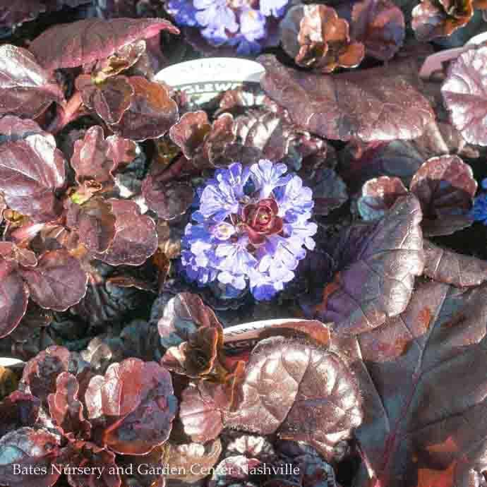 #1 Ajuga reptans Black Scallop/Bugleweed
