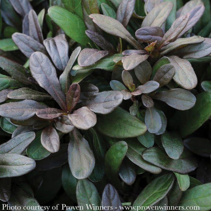 #1 Ajuga reptans Chocolate Chip/ Bugleweed