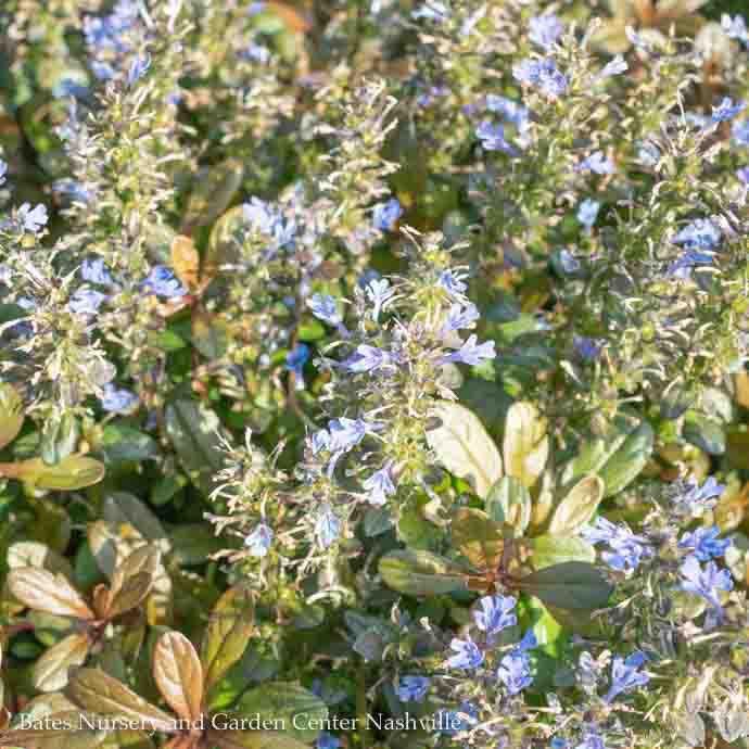 #1 Ajuga reptans Chocolate Chip/ Bugleweed