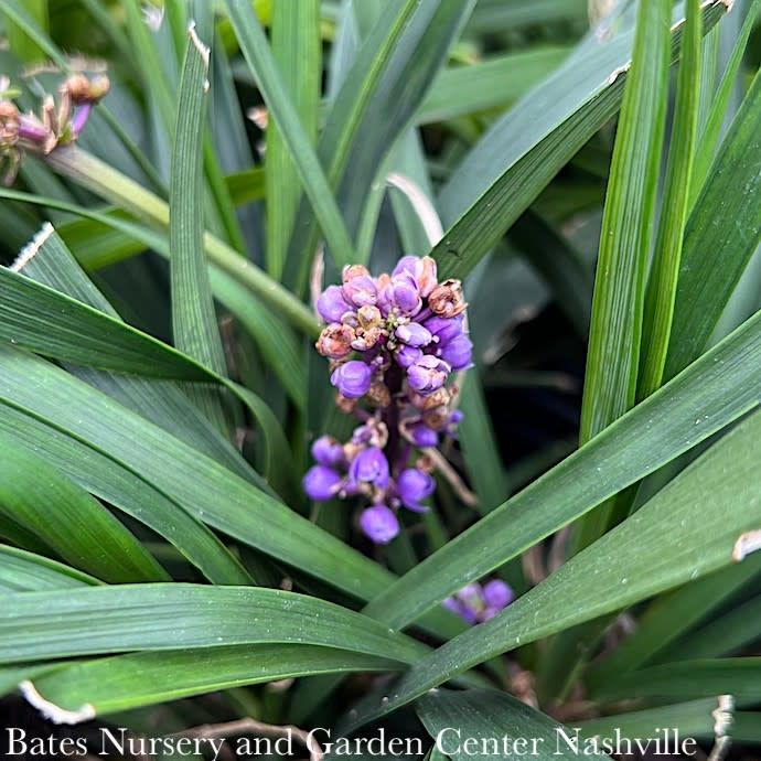 #1 Liriope muscari Royal Purple/ Monkey Grass