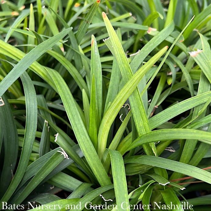 #1 Liriope muscari Royal Purple/ Monkey Grass