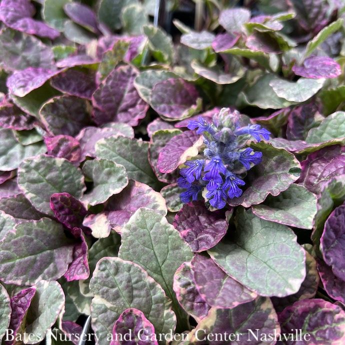 QP Ajuga reptans PW Burgundy Glow/Bugleweed