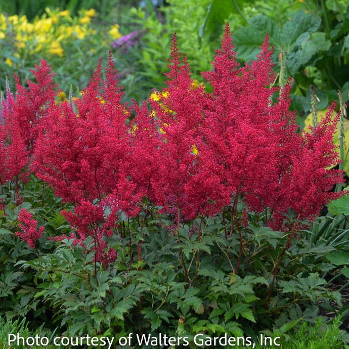 10P Astilbe japonica Red Sentinel