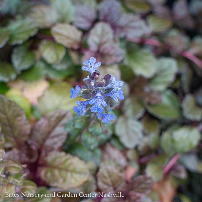 QP Ajuga reptans Bronze Beauty/Carpet Bugle