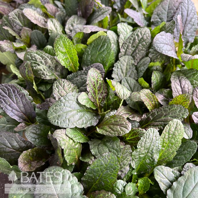 QP Ajuga reptans Bronze Beauty/Carpet Bugle