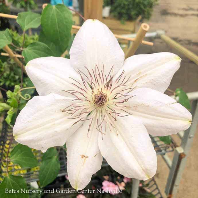 10p Clematis x Henryi/ White w/ Purplish-violet Anthers