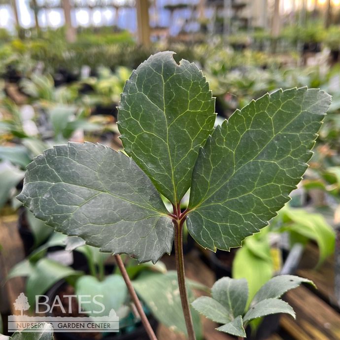 10P Helleborus x eric Frostkiss 'Angel Glow'/ Lenten Rose