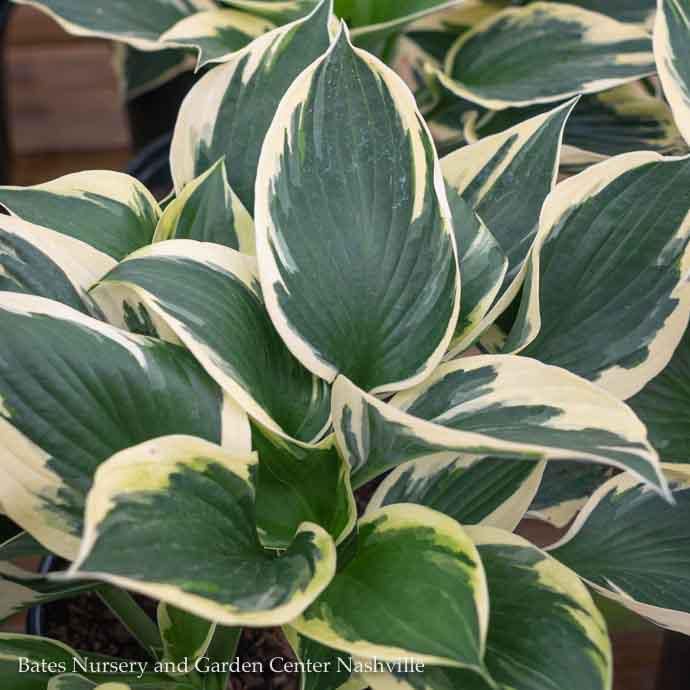 10P Hosta Patriot/ Dark Green w/ White Margins