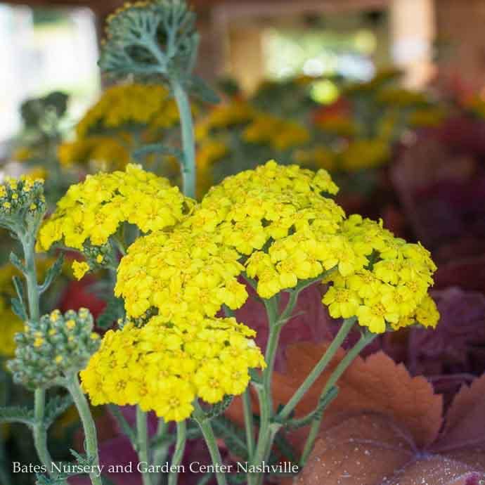 #1 Achillea mill Little Moonshine/ Yellow Yarrow Native (TN)
