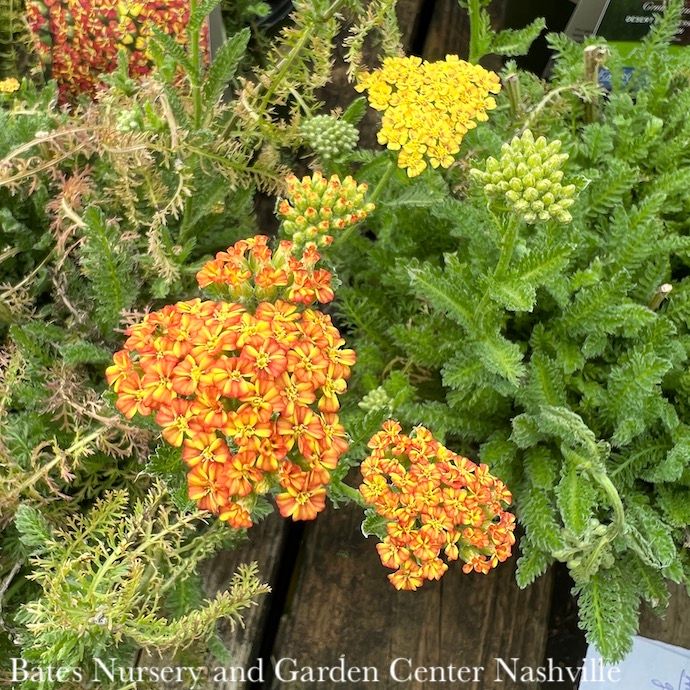  1 Achillea Mill Desert Eve Terracotta Yarrow Native TN 