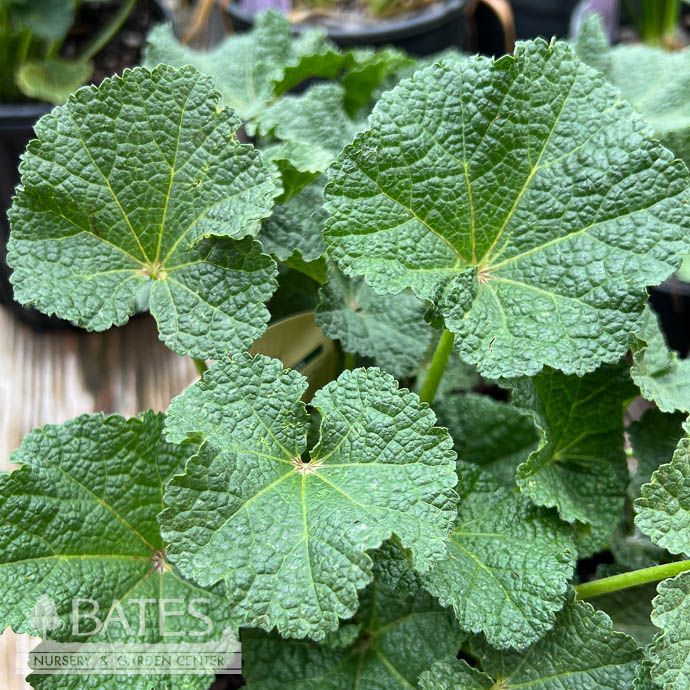 #1 Alcea rosea Peaches n Dreams/ Hollyhock