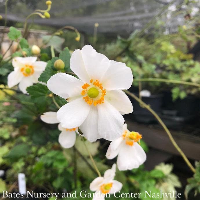 #1 Anemone Honorine Jobert/ White