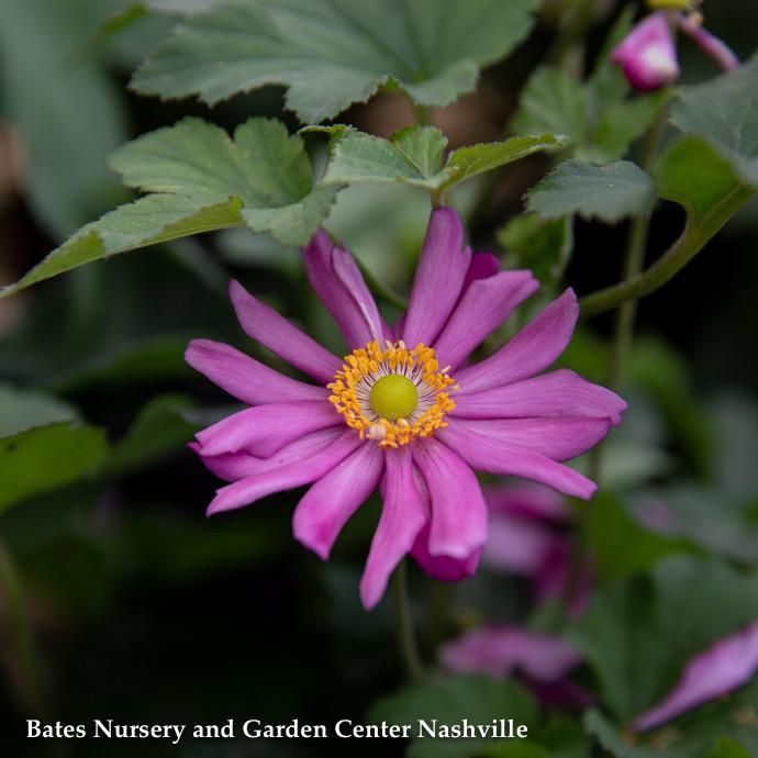 #1 Anemone x Pamina/ Magenta