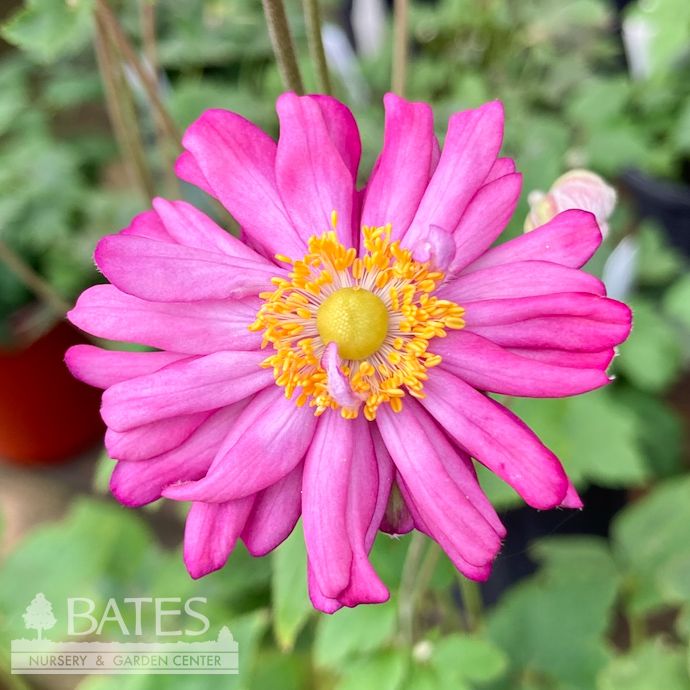 #1 Anemone x Pamina/ Magenta