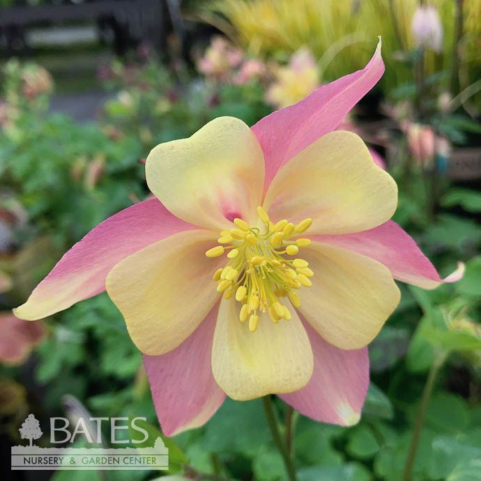 #1 Aquilegia x Swan Pink &amp; Yellow/ Columbine