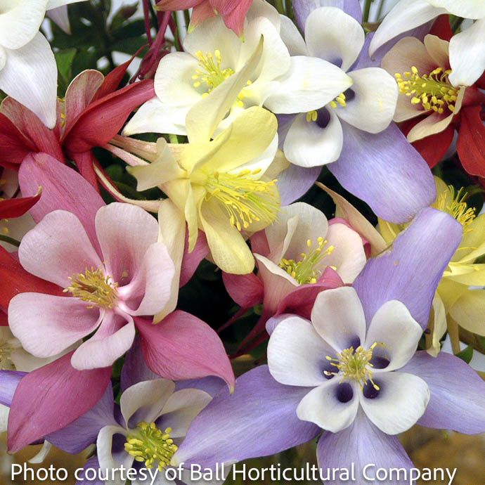 #1 Aquilegia x Origami Mix/ Columbine